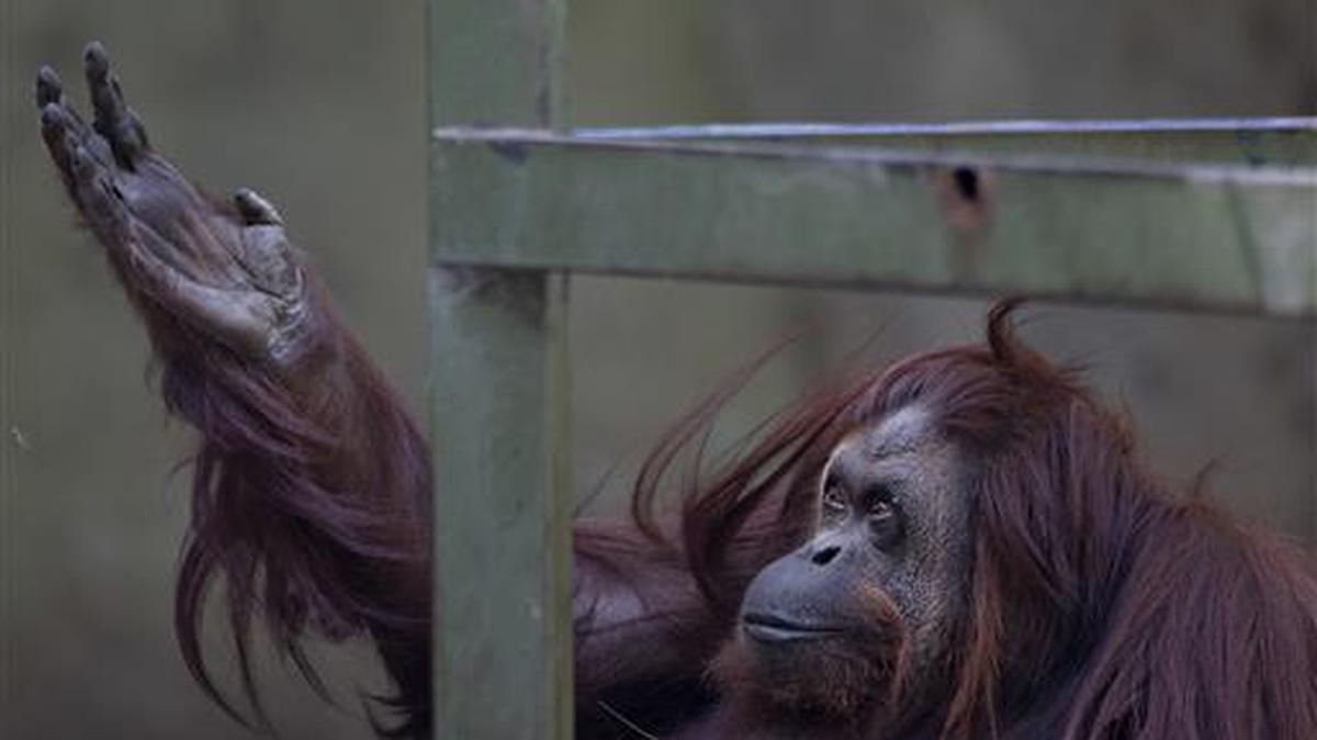 ARCHIVO - Sandra, una orangután se sienta en su recinto en el zoológico de Buenos Aires en Argentina, el 22 de diciembre de 2014.